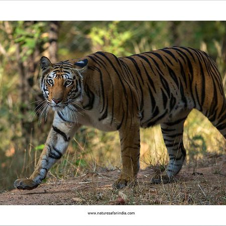 Tiger'S Den Resort Bandhavgarh National Park Eksteriør bilde