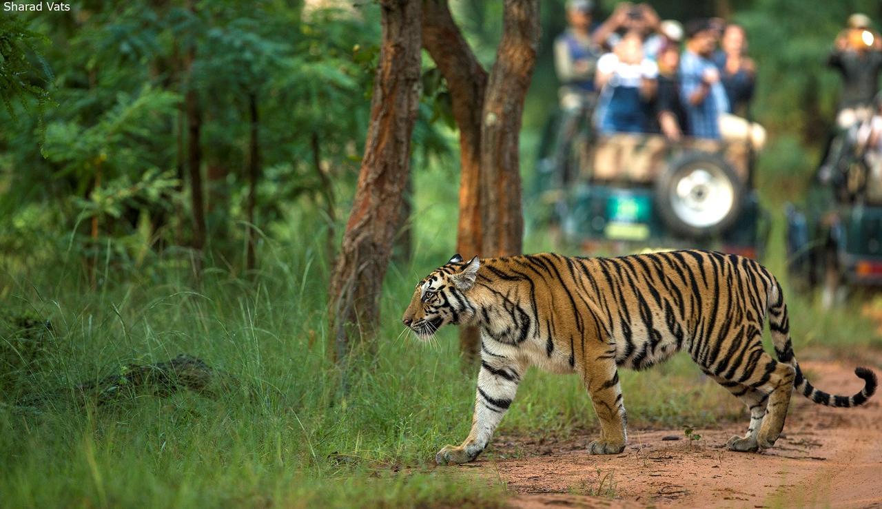 Tiger'S Den Resort Bandhavgarh National Park Eksteriør bilde